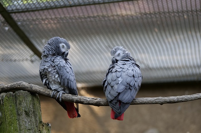 African Grey Parrot - Best Air Purifier for Bird Dander