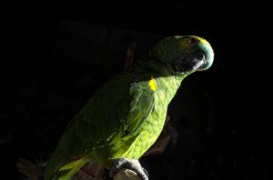 Amazon parrot