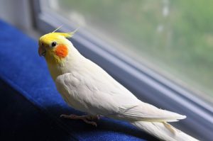 Cockatiel