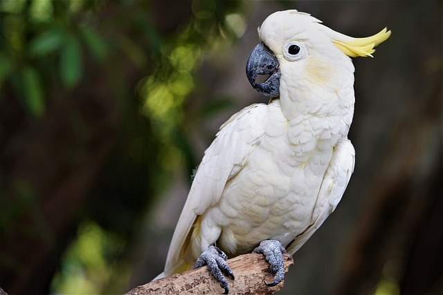 Cockatoo - Best Air Purifier for Bird Dander