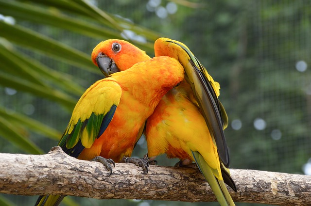 Conure