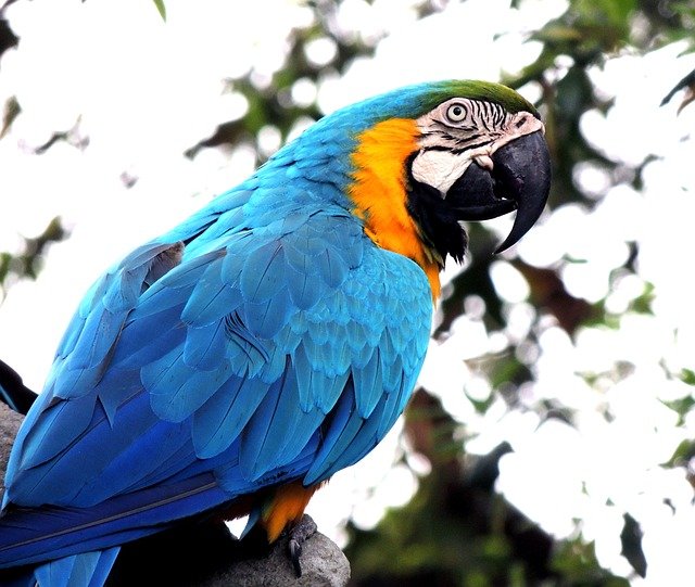 Macaw