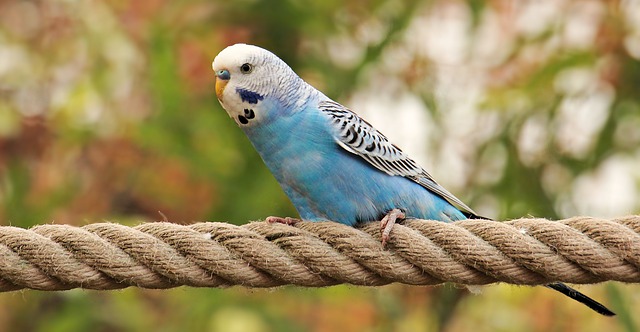 Parakeet - budgie - Best Air Purifier for Bird Dander