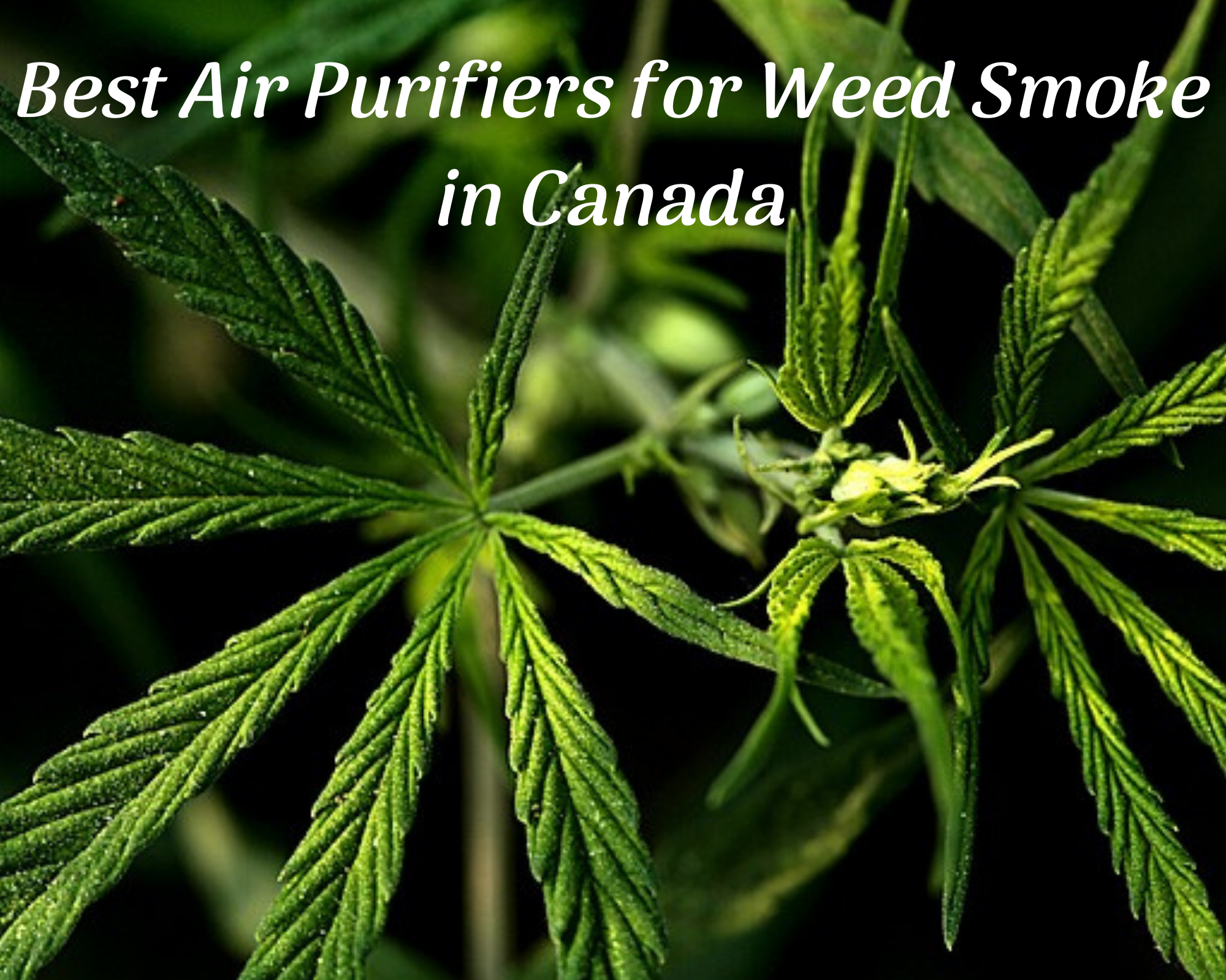 Best Air Purifier for Weed Smoke Canada - Best Air Purifier for Marijuana Smoke Canada - Best Air Purifier for Cannabis Smoke Canada