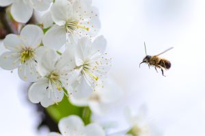 Common Types of Indoor Air Pollutants - Pollen