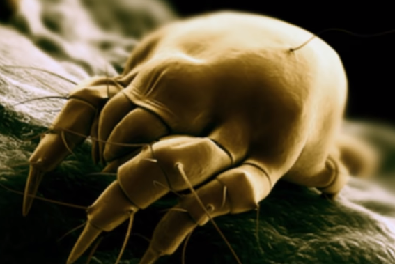 Do Air Purifiers Remove Dust Mites - Dust Mite Allergy
